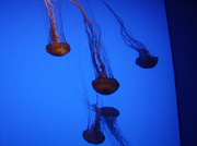 photo.jpg Visit Sarah H. Theimer